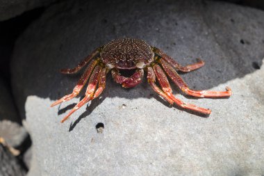 kaya üzerinde kırmızı beyaz lekeli kaya yengeci