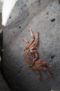 kaya üzerinde kırmızı beyaz lekeli kaya yengeci