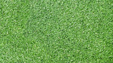 duckweed ve su unu gölet, göl, açık tatlı su, balık tankı bitki