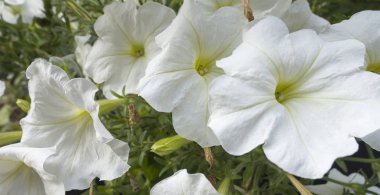 yeni, yayın, mikrofon, 3d sanat, boş istasyon etiketi, yeşil arka plan