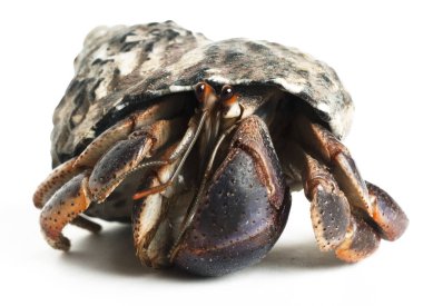 hermit crab crawling adopted sea shell isolated on white background  clipart