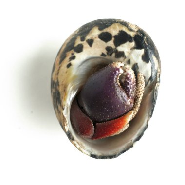 beyaz beyaz Pet üzerinde münzevi yengeç, benimsenmiş kabuk ile. bir profesyonel içinde