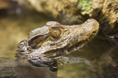 Caiman kafa su dışarı poping