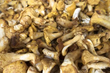 sarı beyaz mantar toplu