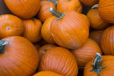 portakal kabaklar halloween tatil sonbahar hasat demet