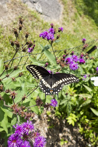 Mariposa de cola de golondrina negra sobre flor púrpura en un jardín outdorr —  Fotos de Stock