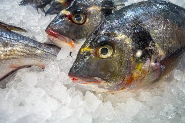 balık pazarında buz üzerinde taze çizgili levrek