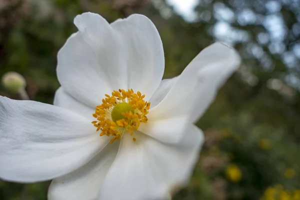 Flores blancas puras La anémona japonesa, que florece en otoño , — Foto de Stock