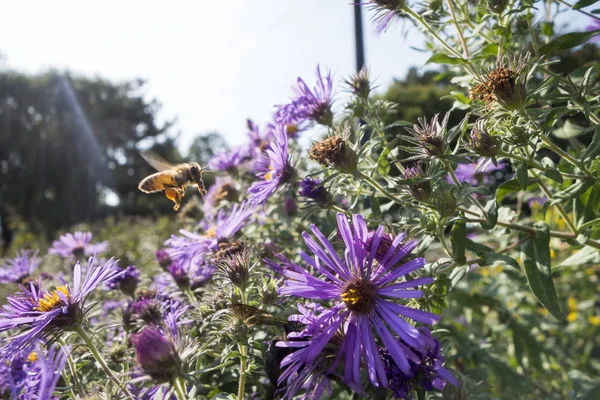 Bir işçi bal ile bir bahçe çayır new england aster bitkiler — Stok fotoğraf