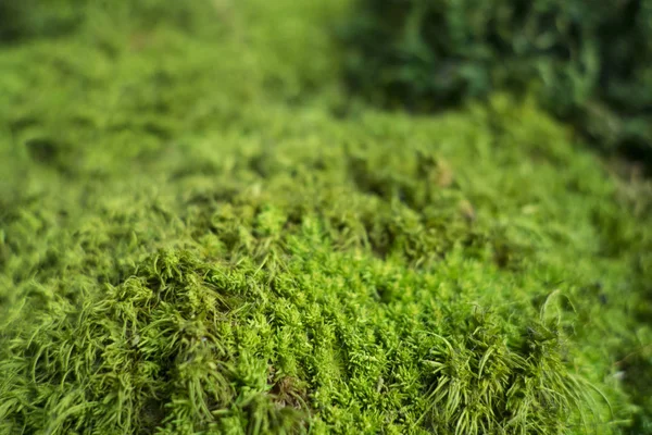 Close up of bright green moss — Stock Photo, Image