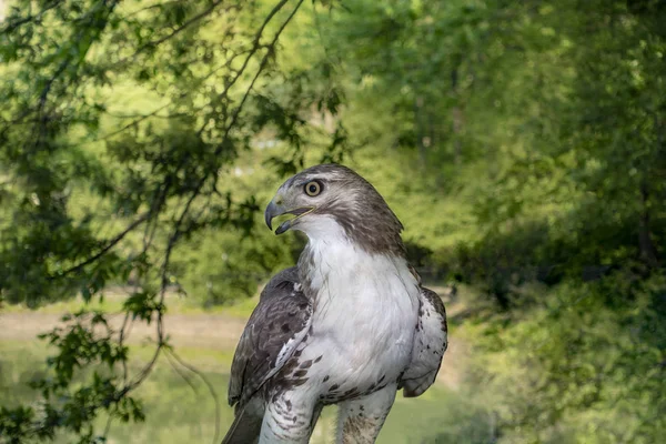 bir uzuv üzerinde tünemiş çim ile ormanlık alanda vahşi bir kırmızı kuyruklu şahin yakın