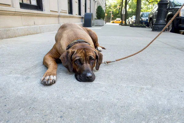 tembel köpek New York'un geçit üzerinde yatıyor