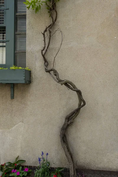 vine growing on the side of a dwelling with tan cement stucco wall green framed window and plants