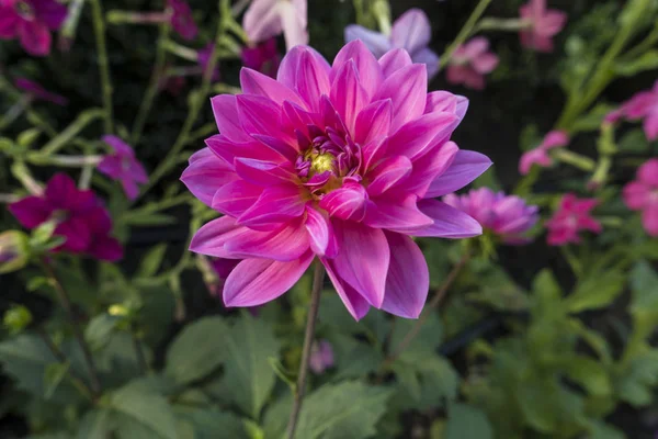 Rose fuschia Dahlias fleurs subtropicales indigènes du Mexique a — Photo