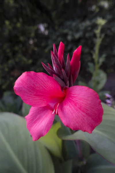 Rot blühende Canna Indica in einem Garten mit grünem Laub die Flo — Stockfoto