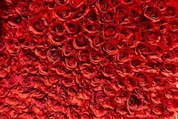 Ένα μάτσο τριαντάφυλλα φτιάχνοντας έναν τοίχο — Φωτογραφία Αρχείου