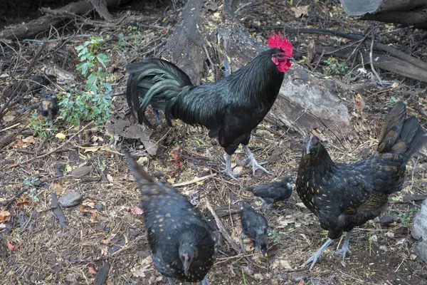 Galinha assadeira selvagem molhada e chiques em uma airea aberta na floresta — Fotografia de Stock