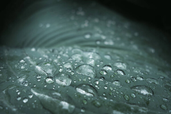 Hosta Big giant blue green leaves and white flowers mature and huge plant. Shading garden 