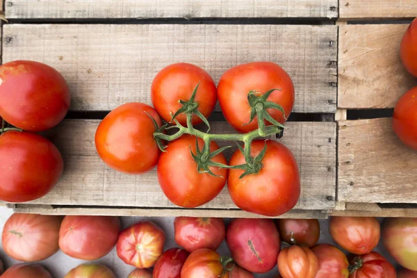 asma üzerinde pazar kırmızı domates taze