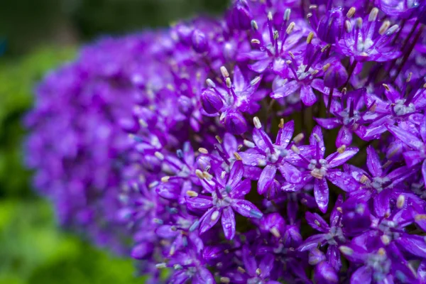 Flower purple garden Cluster of small wet rained on flowers