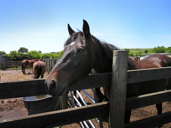 güzel bir güneşli günde bir gated alanda atlar