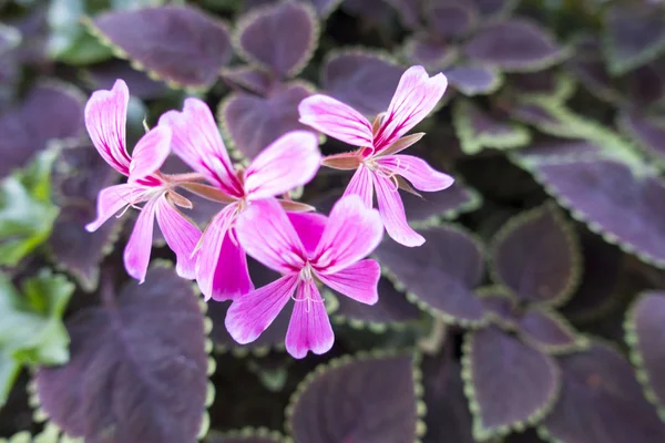 Eine Traube Von Rosa Violetten Fünfblättrigen Blüten Mit Violetten Blättern — Stockfoto