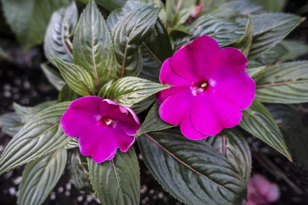 Zwei Rosa Blumen Einem Garten Setting — Stockfoto