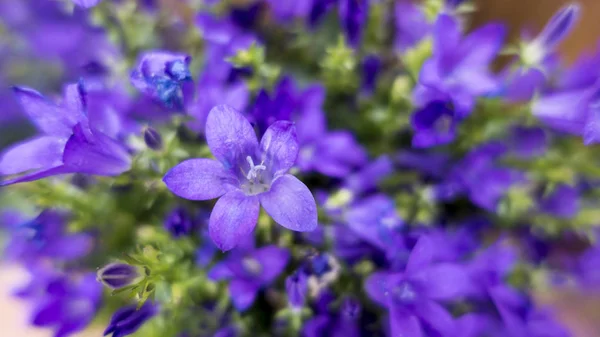 Violettes Blumenbeet grüne Blätter — Stockfoto