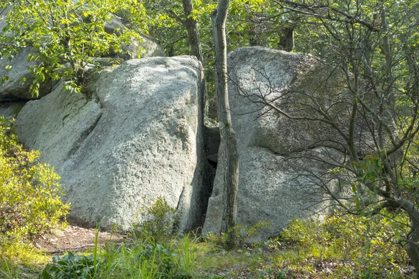 aralarında yeşillik ağaçları ve yaz bitkileri arasında küçük bir boşluk ile ormanda iki büyük kayalar