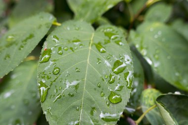 su damlaları ile yaprakları yakın