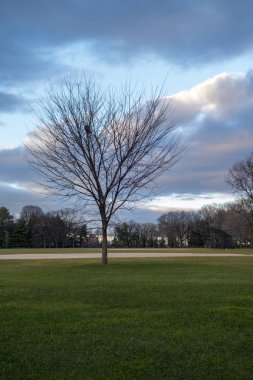 kuşlar ile yapraksız ağaçta Central Park Sonbahar Kış günü