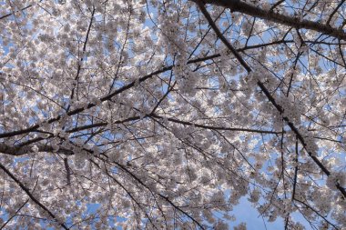 Parlak mavi gökyüzü ile ağaç beyaz çiçekler