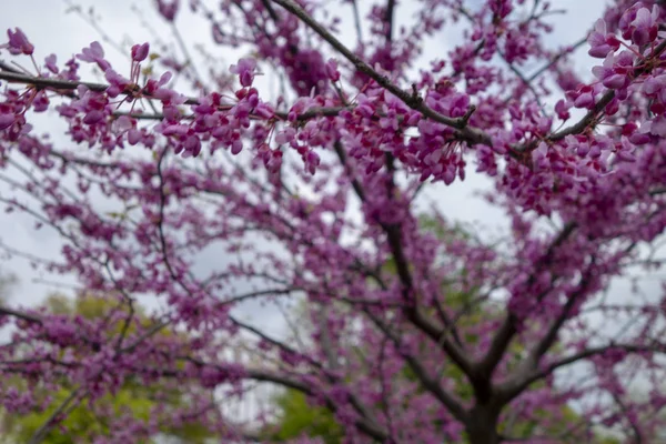 粉红色紫红色春天树花花特写 — 图库照片