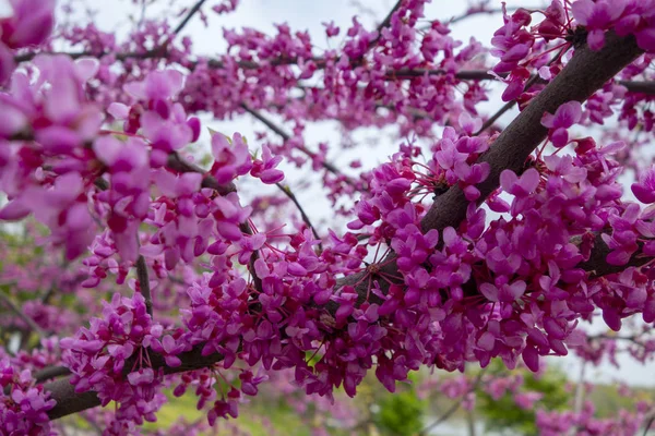 Rosa fucsia primavera árbol flor flores primeros planos — Foto de Stock