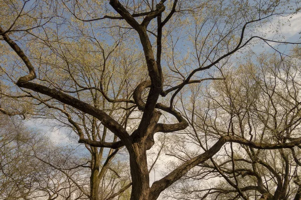 Величні бурхливі дерева на весняний день у парку — стокове фото