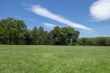 blues gökyüzü açık çim alan ve ağaç ile parkta yazlar gün