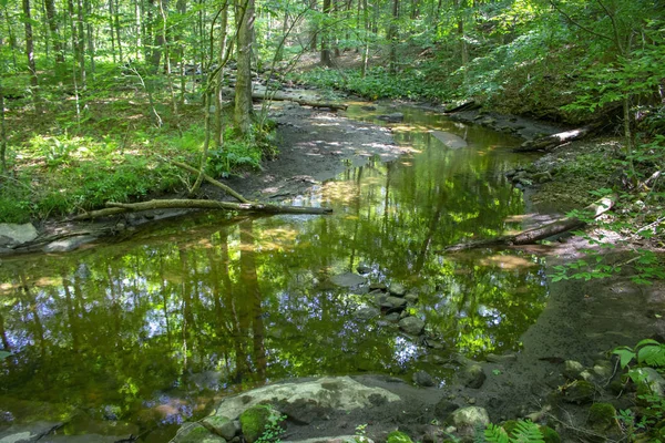 woods with a running creek or stream