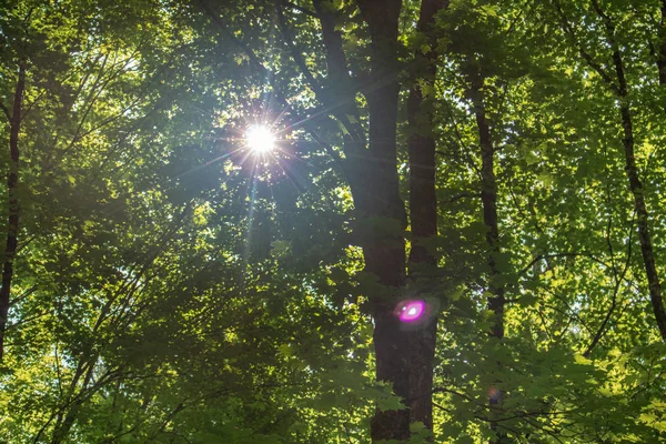 Літнє сонце, що проходить через дерева в лісі — стокове фото