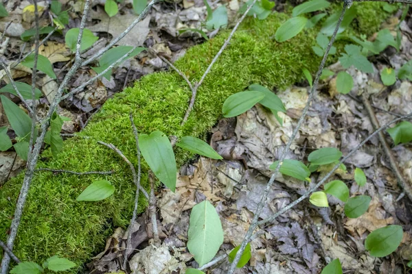 Close up forest floor with moss — Stock Photo, Image