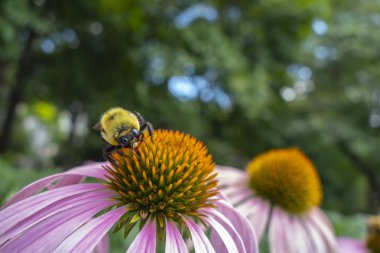 Bumblebee bir kuş pembe turuncu bir bahçede coneflower üzerinde