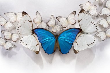Beyaz Kelebekler ve iki gi ile dev mavi Morpho kümesi