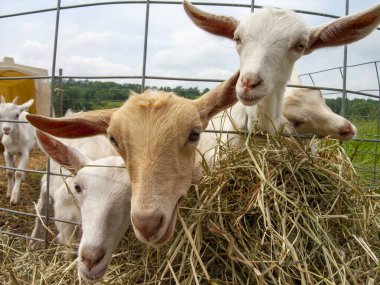 Çiftlikteki bir çitin içinde beyaz ve bronz keçiler