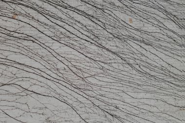 Duvarı yapraksız asmalarla kaplayan beton duvar.