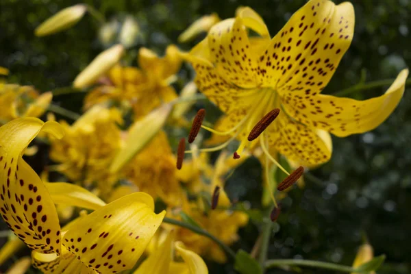 Lilium lancifolium naranja amarillo negro tigre lirios flores en un —  Fotos de Stock