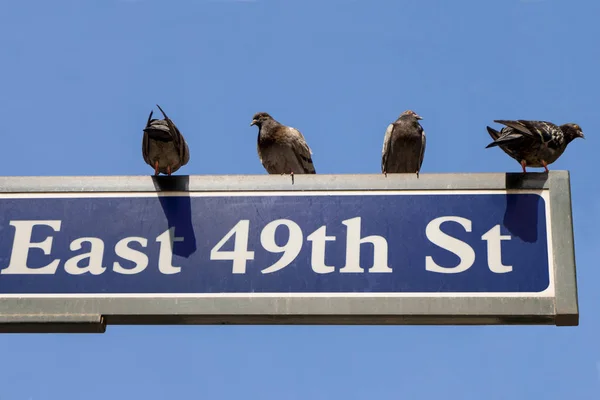 Palomas en un letrero de la calle de la ciudad de Nueva York que dice East 49th st . — Foto de Stock