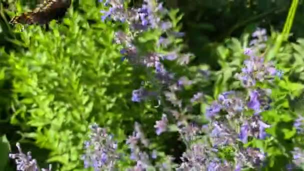 Black Swallowtail Papilio Polyxenes Fabricius Butterfly Feeding Flower Pollen — Stock Video