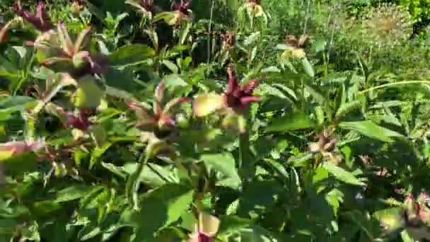 Papilio Polyxenes Fabricius Motyl Żywiący Się Pyłkiem Kwiatowym — Wideo stockowe