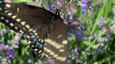 Koyu siyah, sarı-turuncu beyaz benekli ve çiçekli polenle beslenen kelebek kırlangıç kuyruklu.