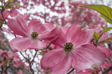 Pembe Ağaç Dogwood Çiçekleri halka açık bir parkta toplanıyor.