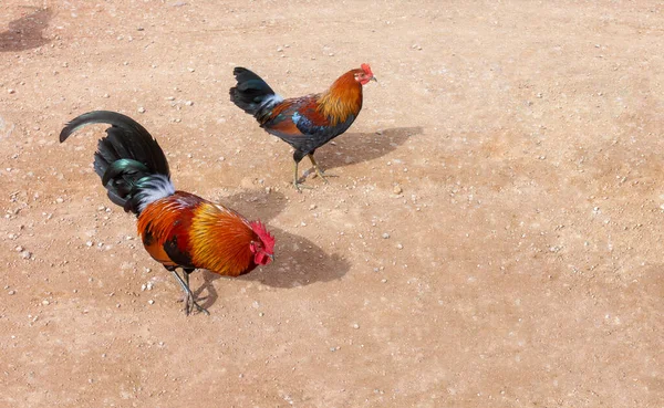 Roter Schwarzer Und Brauner Hahn Und Hühner Frei Und Wild — Stockfoto